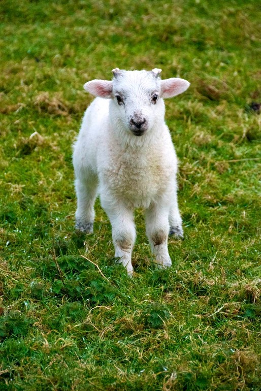 2009-03-29 19.22.07 Ireland DSC_1384