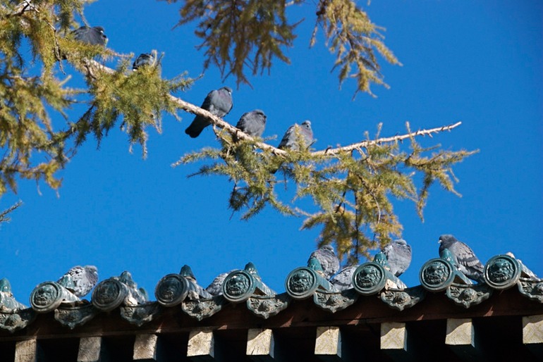 Birds at Gandan Monastery