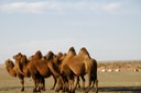 Camels and Gers