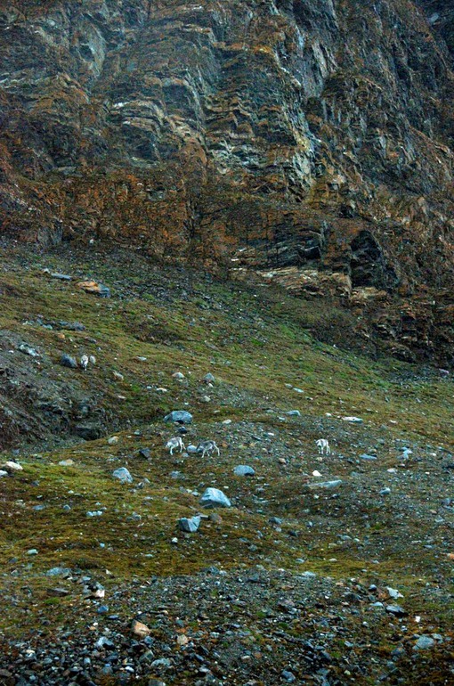 DSC_0780 Svalbard 2011-07-10 15.17.42