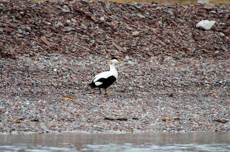 DSC_0970 Svalbard 2011-07-11 12.00.06