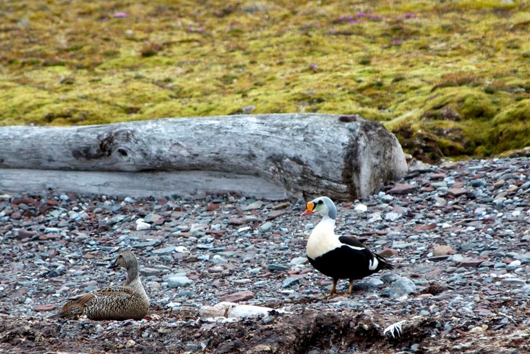 DSC_0999 Svalbard 2011-07-11 12.13.23