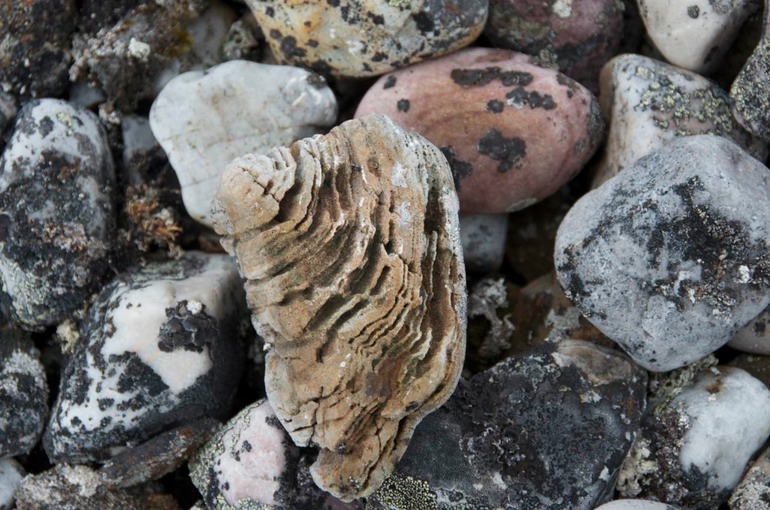 DSC_1511 Svalbard 2011-07-12 14.24.35