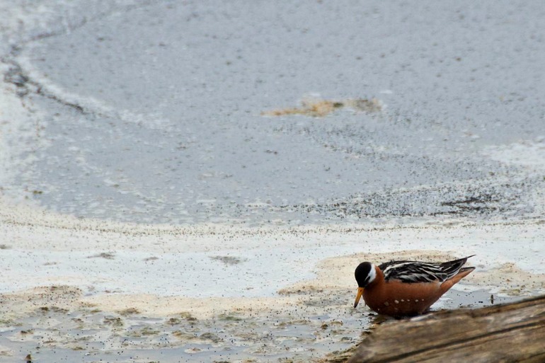 DSC_1689 Svalbard 2011-07-12 16.16.38