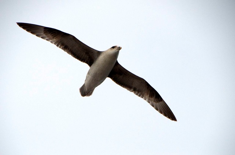 DSC_2341 Svalbard 2011-07-15 08.55.47