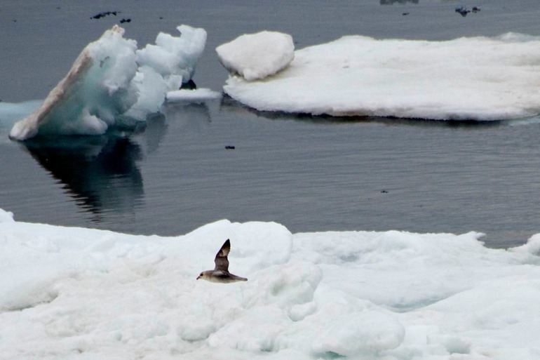 DSC_2351 Svalbard 2011-07-15 09.01.55