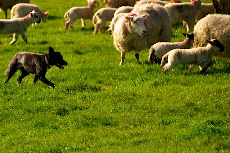 DSC_2821 Ireland 2011-04-17 10.38.19
