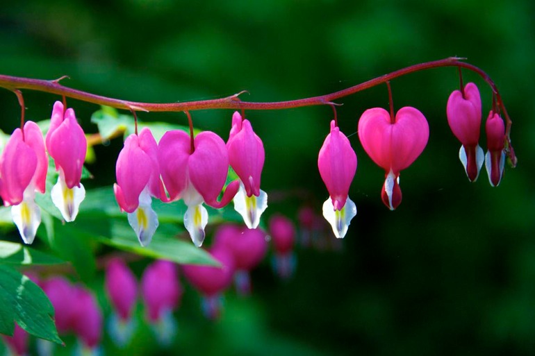 DSC_2977 Ireland 2011-04-18 11.07.16