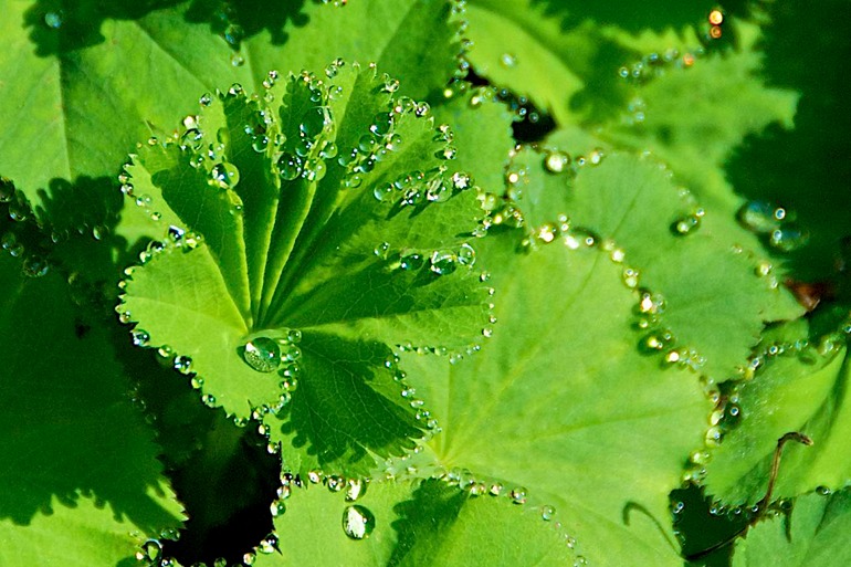 DSC_2987 Ireland 2011-04-18 11.19.41