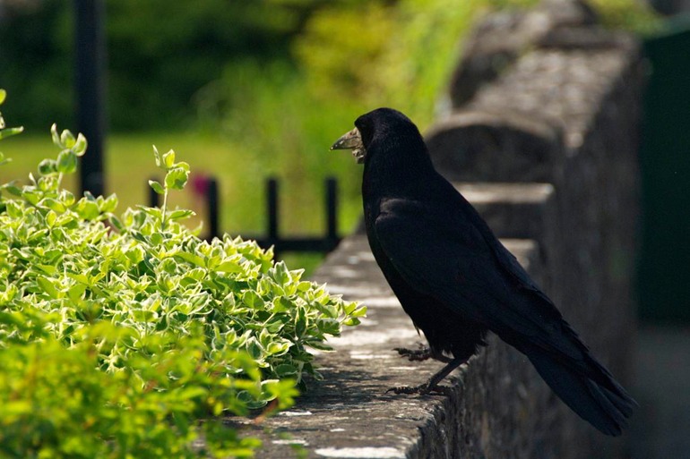 DSC_3129 Ireland 2011-04-19 13.37.24