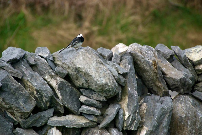 DSC_3187 Ireland 2011-04-20 10.13.38