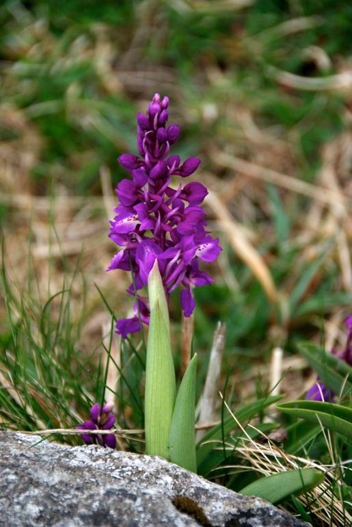 DSC_3203 Ireland 2011-04-20 10.37.35