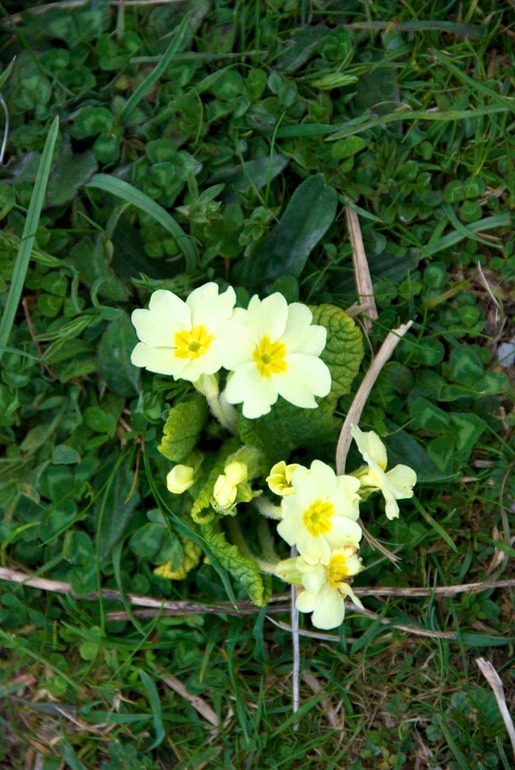 DSC_3207 Ireland 2011-04-20 10.40.26