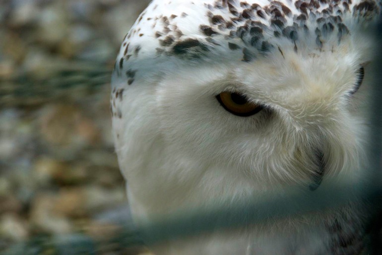 DSC_3242 Ireland 2011-04-20 11.26.13