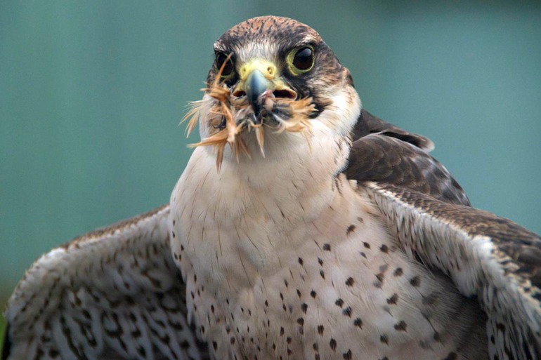 DSC_3306 Ireland 2011-04-20 12.33.44
