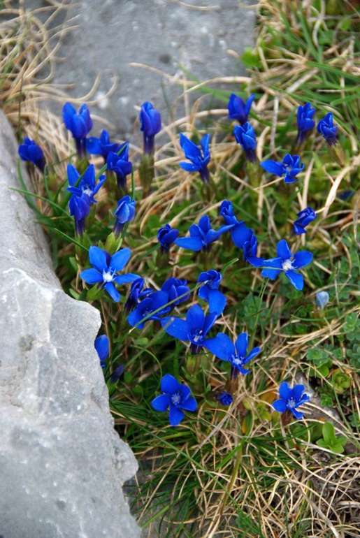 DSC_3335 Ireland 2011-04-20 14.42.08