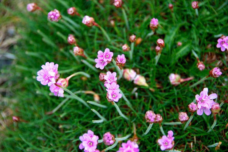 DSC_3339 Ireland 2011-04-20 14.45.51