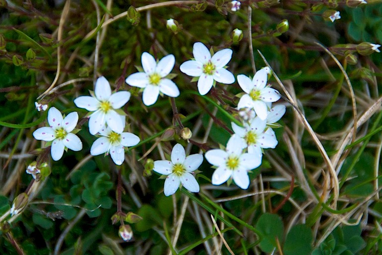 DSC_3342 Ireland 2011-04-20 14.46.43