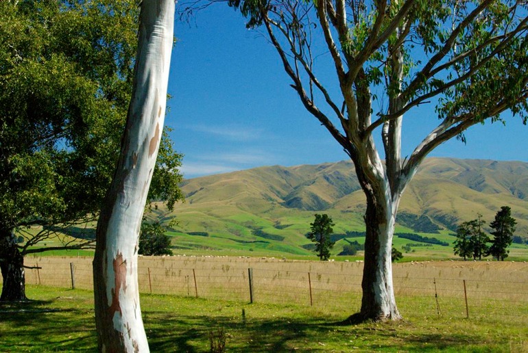 DSC_6687 NZ2008 2008-03-10 14.28.12
