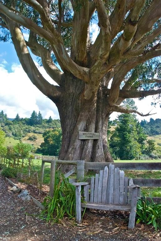 DSC_6965 NZ2008 2008-03-14 13.59.47