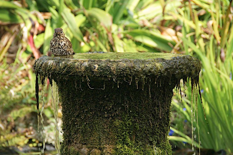 DSC_7233 UK Ireland 2010-05-02 10.59.34