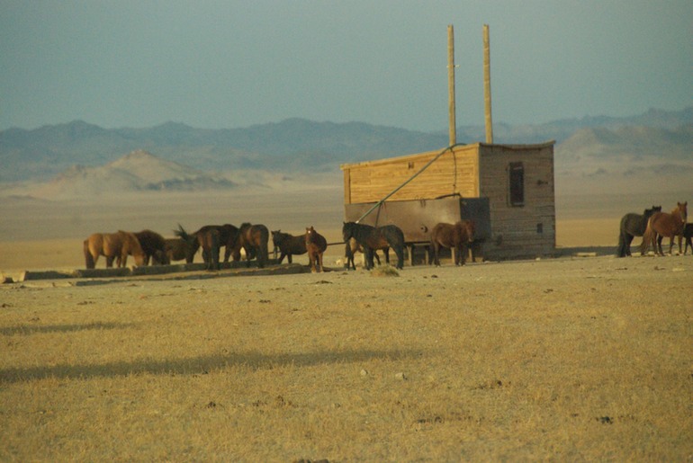 Horses Near Three Camel Lodge