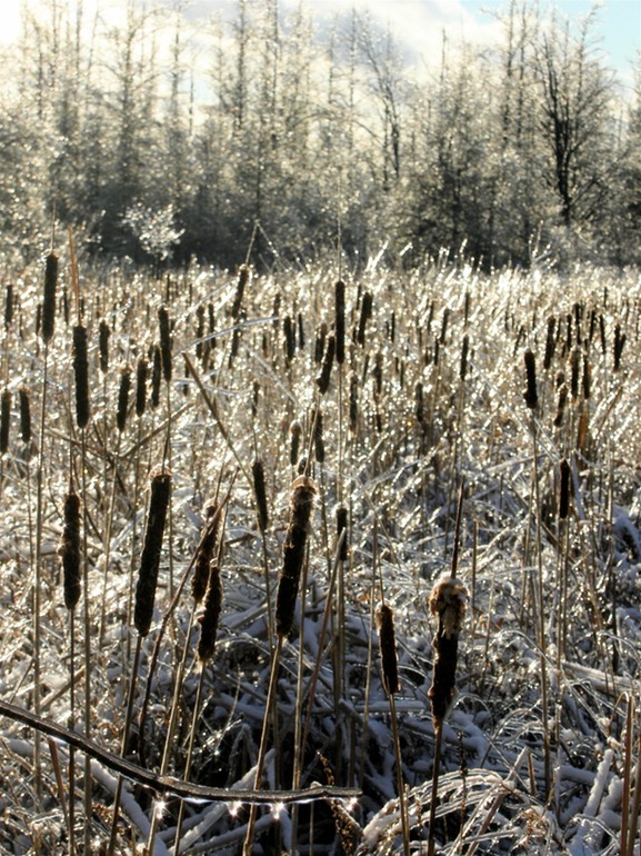Icy Cat Tails