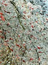 Icy Tree with Red Berries