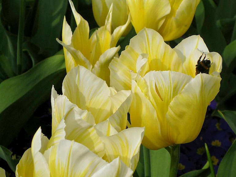 IMG_2490 UK Ireland 2010-04-24 16.24.14