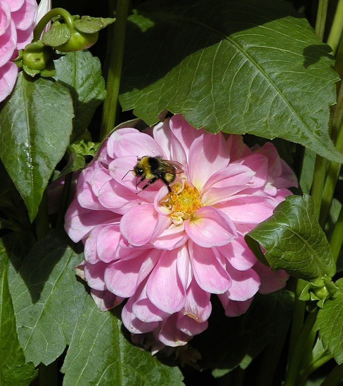 Bee on Zinnia