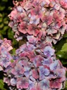 Hydrangea