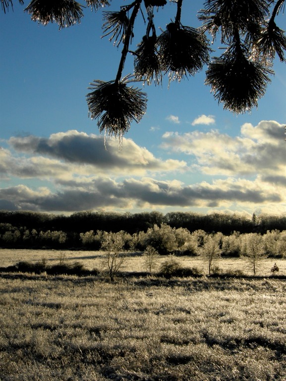 Pine Trees and Clouds