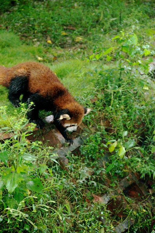 Red Pandas