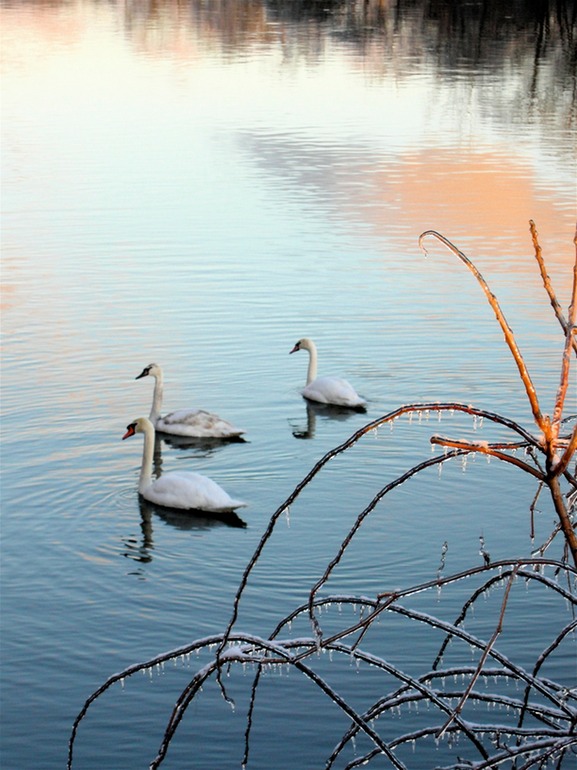 Swans Up Close